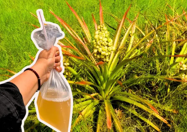 La huapilla es de las bebidas más consumidas en Tamaulipas, esto dicen de sus propiedades medicinales