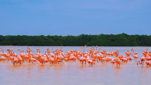 Celestún se convertirá en la ciudad rosa de Yucatán