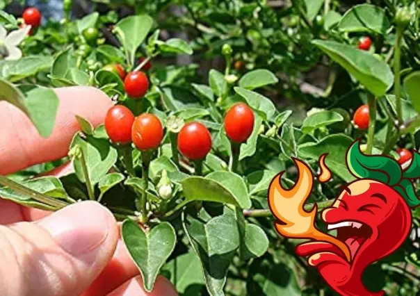 La planta de Nuevo León que le dará un sabor picante a tus platillos regionales