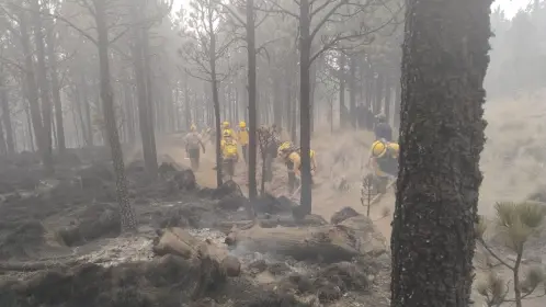 Conafor alerta emergencia ambiental con 102 incendios activos en México