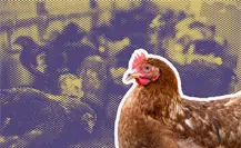 Gripe aviar AH7N3: ¿Es seguro comer huevo y pollo producido en Nuevo León?