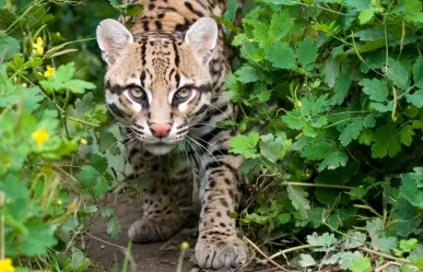 Este felino en peligro de extinción que habita en Tamaulipas era sagrado para los mayas y los olmecas