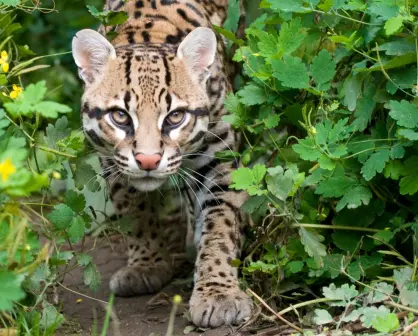 Este felino en peligro de extinción que habita en Tamaulipas era sagrado para los mayas y los olmecas