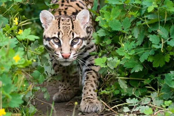 Este felino en peligro de extinción que habita en Tamaulipas era sagrado para los mayas y los olmecas