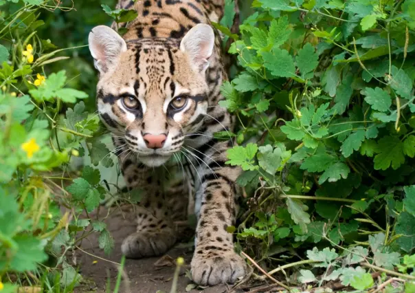 Este felino en peligro de extinción que habita en Tamaulipas era sagrado para los mayas y los olmecas