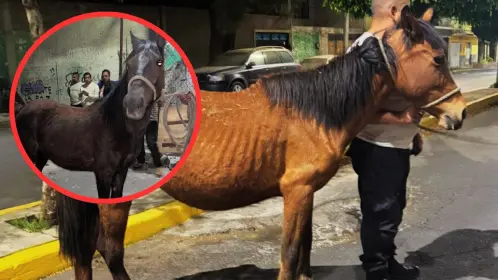 Maltrato animal en el Edomex: rescatan cinco caballos en condiciones críticas