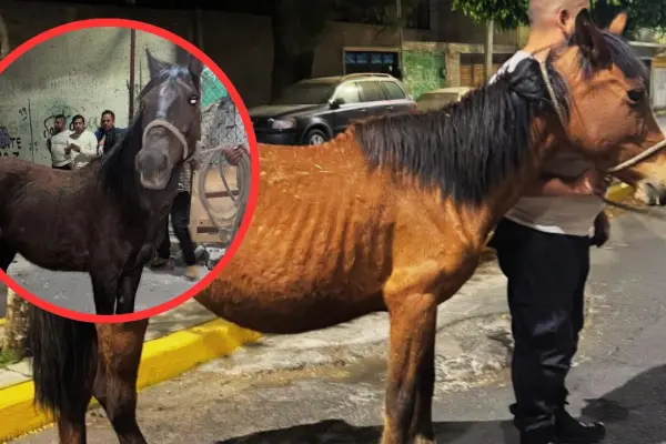 Maltrato animal en el Edomex: rescatan cinco caballos en condiciones críticas