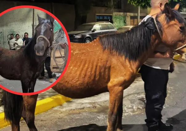 Maltrato animal en el Edomex: rescatan cinco caballos en condiciones críticas