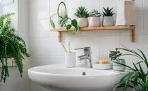 5 plantas que absorben humedad, ideales para tener en tu baño