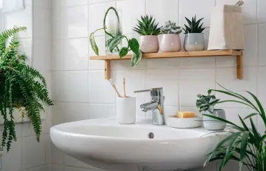 5 plantas que absorben humedad, ideales para tener en tu baño