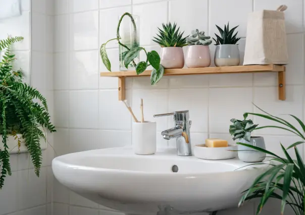 5 plantas que absorben humedad, ideales para tener en tu baño