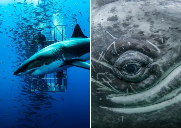 Depredadores marinos de BCS: el impactante documental de Nat Geo que arrasa en YouTube