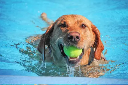 Estos son los centros recreativos pet friendly en Nuevo León Estos son los centros recreativos pet friendly en Nuevo León