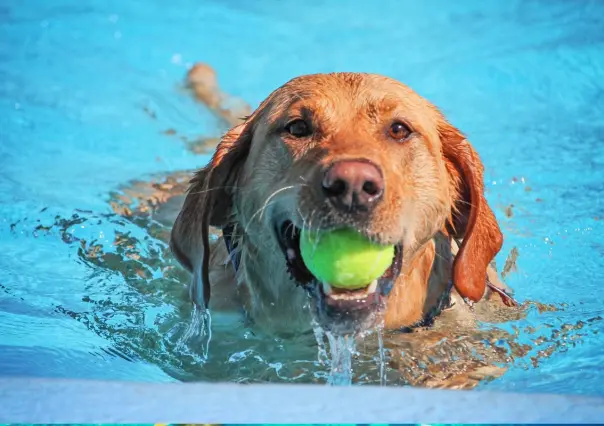 Estos son los centros recreativos pet friendly en Nuevo León