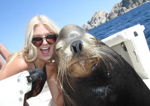 ¿Conociste a Pancho? La historia del lobo marino que se volvió famoso en Los Cabos