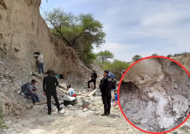Encuentran restos de mamut en este municipio de Tamaulipas