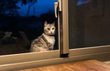 3 trucos para evitar que tu gato te despierte en la madrugada