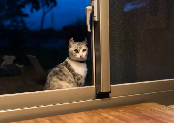 3 trucos para evitar que tu gato te despierte en la madrugada