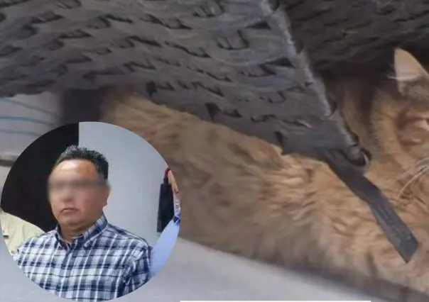 Acusan a delegado de la FGR en La Paz por atropellar a una gatita: video genera indignación
