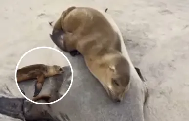 Lobo marino bebé se despide de su mamá muerta en playas de El Rosarito: ¿qué historia hay detrás?