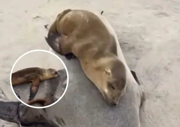 Lobo marino bebé se despide de su mamá muerta en playas de El Rosarito: ¿qué historia hay detrás?