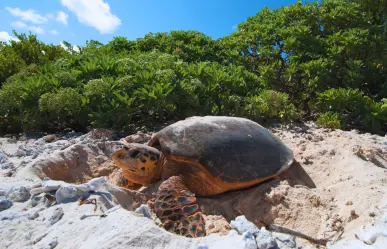 ¿Qué playa de Yucatán es santuario de anidación de tortugas marinas?