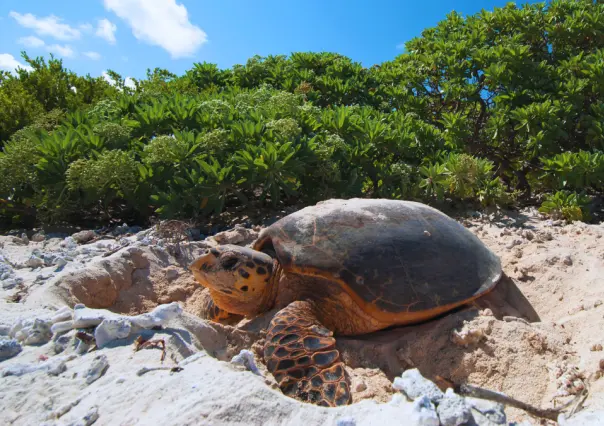 ¿Qué playa de Yucatán es santuario de anidación de tortugas marinas?