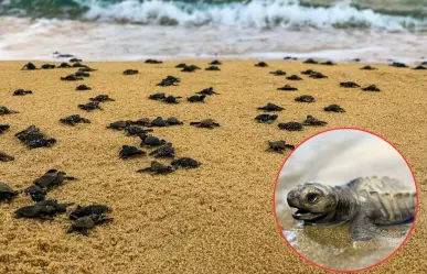 Más de 30 mil huevos de tortuga lora  protegidos en Tamaulipas