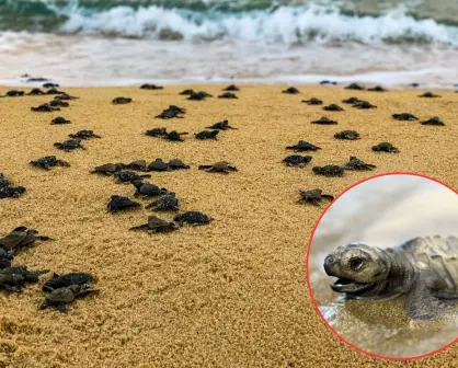Más de 30 mil huevos de tortuga lora  protegidos en Tamaulipas