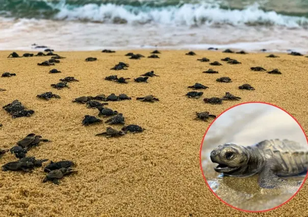 Más de 30 mil huevos de tortuga lora  protegidos en Tamaulipas