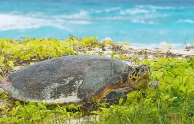 La isla de Quintana Roo, santuario donde anidan tortugas marinas
