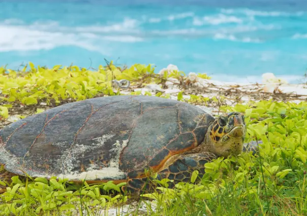 La isla de Quintana Roo, santuario donde anidan tortugas marinas