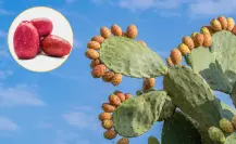 ¿Todos los nopales producen tunas en Coahuila?