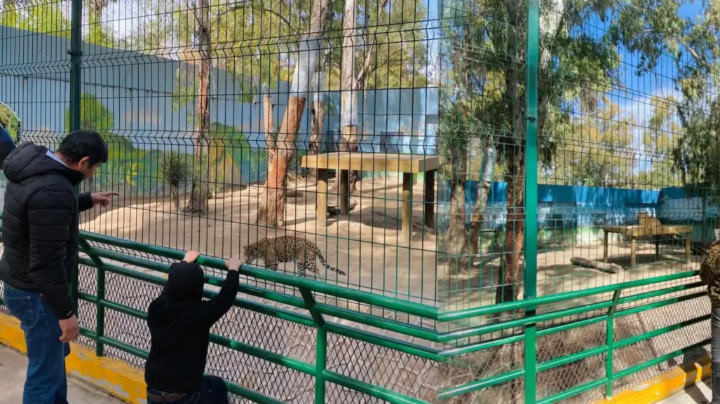 Zoológico Sahuatoba: hay nuevas crías de uno de sus ejemplares