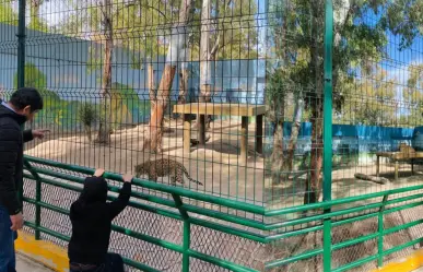 Zoológico Sahuatoba: hay nuevas crías de uno de sus ejemplares