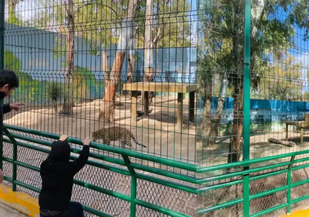 Zoológico Sahuatoba: hay nuevas crías de uno de sus ejemplares