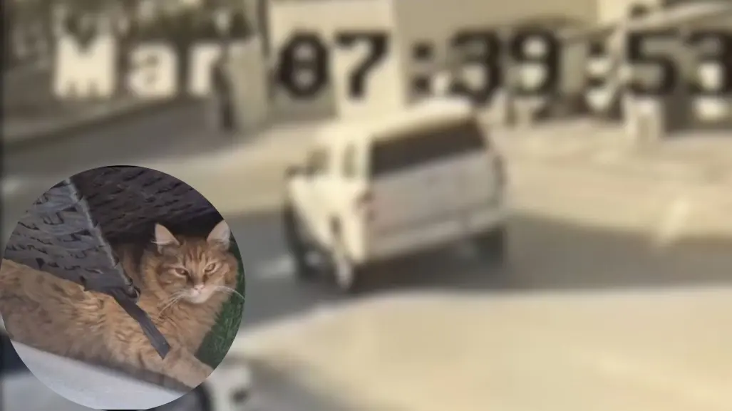 ¿Delegado de la FGR en La Paz acusado de atropellar a gatita Miel puede ser destituido?