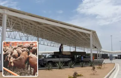 Exporta Tamaulipas primeras cabezas de ganado a EEUU