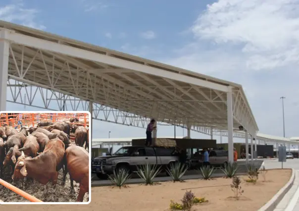 Exporta Tamaulipas primeras cabezas de ganado a EEUU