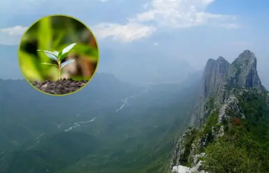Estas son las plantas nativas de Nuevo León que podrás encontrar en el Cañón de Ballesteros