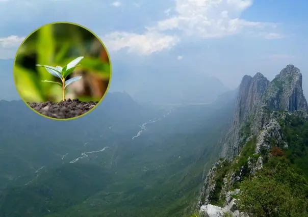 Estas son las plantas nativas de Nuevo León que podrás encontrar en el Cañón de Ballesteros