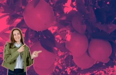Este es el árbol nativo de Nuevo León que con su fruto se puede elaborar una deliciosa conserva
