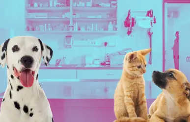 Campaña gratuita de esterilización de mascotas en Ramos Arizpe: lo que debes saber