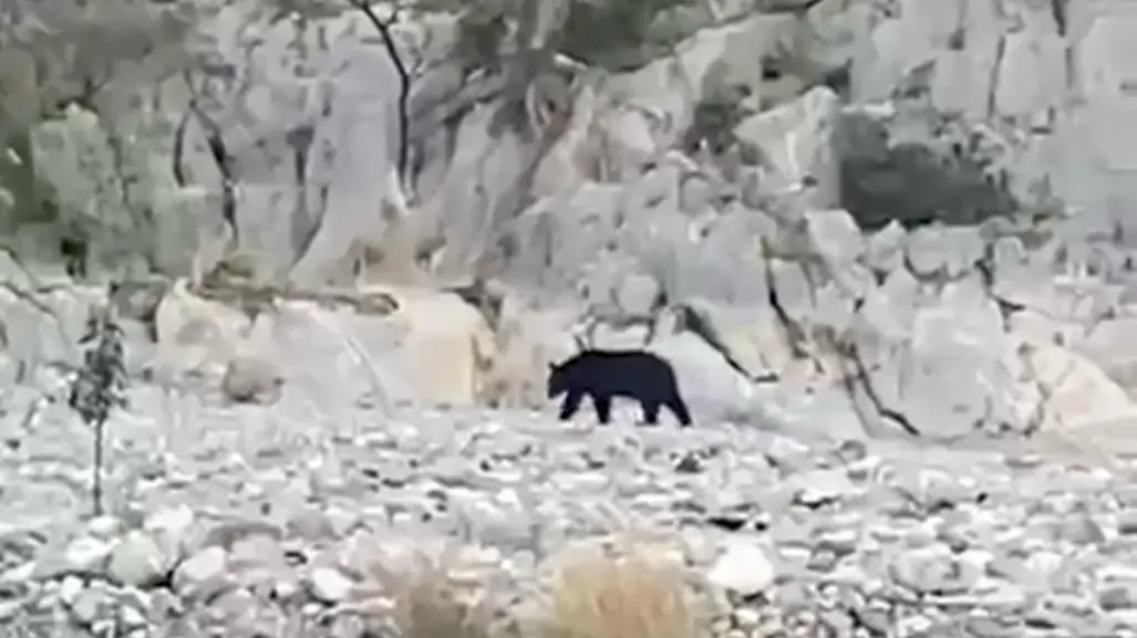 Alertan por oso en La Huasteca; autoridades cierran zonas por precaución