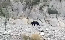 Alertan por oso en La Huasteca; autoridades cierran zonas por precaución