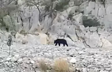 Alertan por oso en La Huasteca; autoridades cierran zonas por precaución