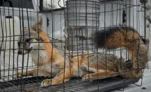 Rescatan zorro gris en Juárez, ¿cómo actuar ante fauna silvestre en zonas urbanas?
