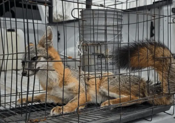 Rescatan zorro gris en Juárez, ¿cómo actuar ante fauna silvestre en zonas urbanas?