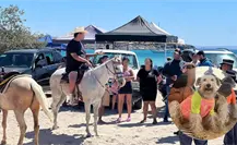 Caballos en Pichilingue hirieron a un perro mientras daban paseos ilegales