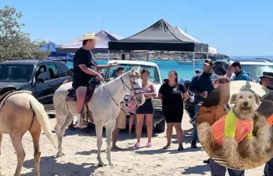 Caballos en Pichilingue hirieron a un perro mientras daban paseos ilegales